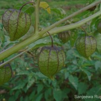 Physalis angulata L.